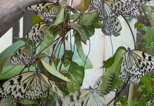 檳城蝴蝶農場penang butterfly farm
