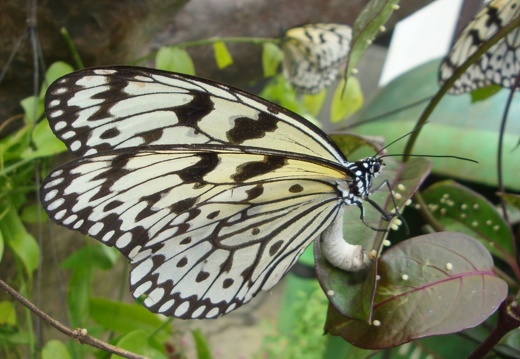 檳城蝴蝶農場penang butterfly farm